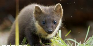 Успіх програми реінтродукції куниці на південному заході Англії