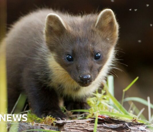 Успіх програми реінтродукції куниці на південному заході Англії