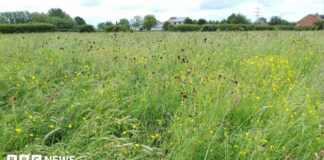Zeldzame weide redt zichzelf in Northamptonshire