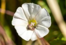 Morning Glories Kehilangan Kecerdasan Evolusionernya