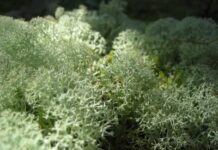 Liquen de reno: el alimento básico del Ártico de lento crecimiento que alimenta los ecosistemas del norte