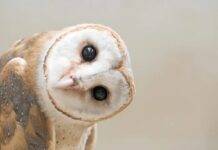 Chouette vs Hibou: por que os tufos das orelhas são apenas para exibição