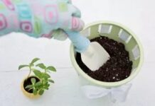 How to repot houseplants before they stop growing